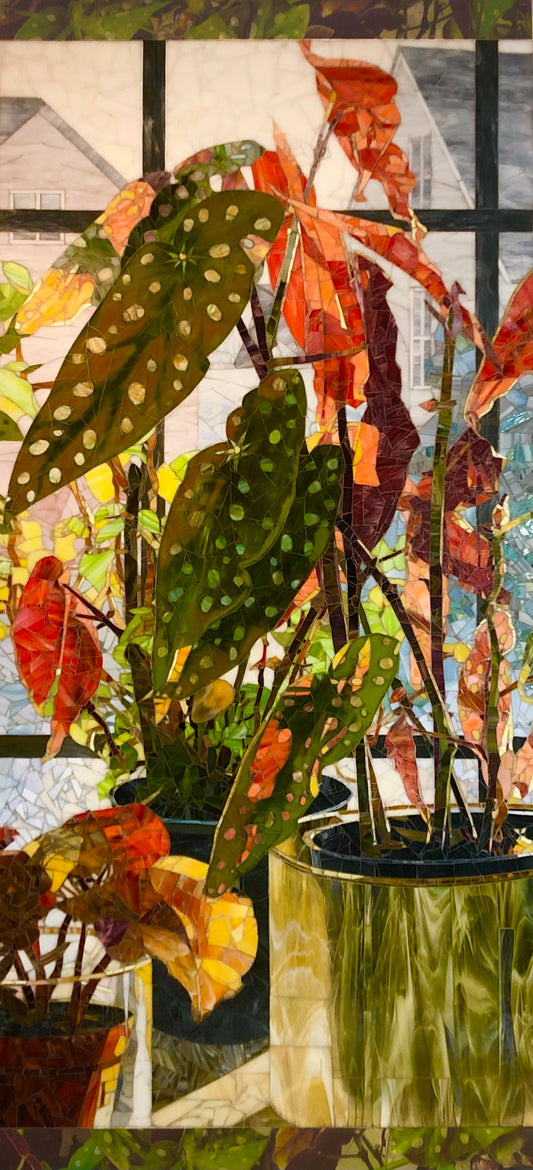 Spotted green and red begonias in pots sit on a sunlit windowsill with a building visible in the background.