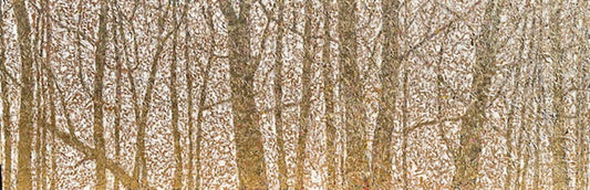 Dense forest of thin, leafless trees during autumn, covered with snow.