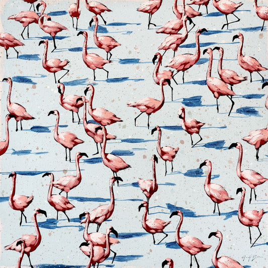 Flamingo in Numbers in Shallow Water Splash by Josh Brown